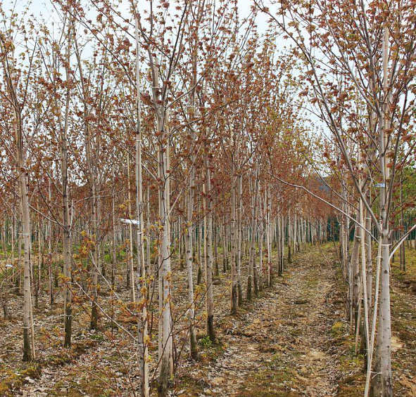 Клен остролистный