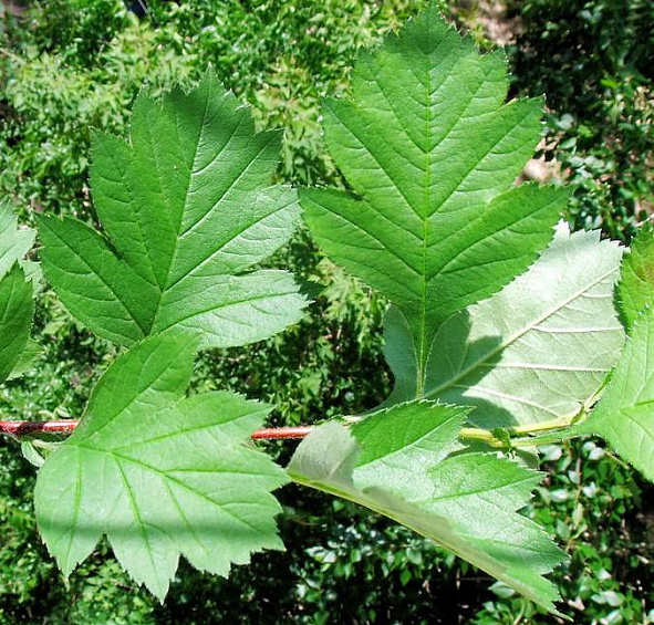 Боярышник Максимовича