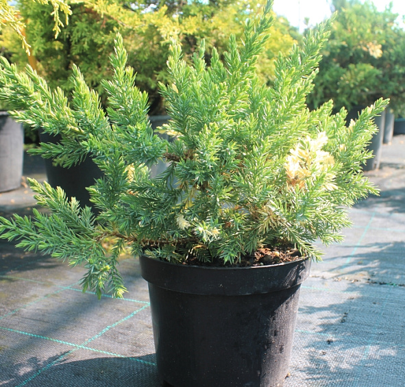 Можжевельник китайский 'Экспанса Вариегата'