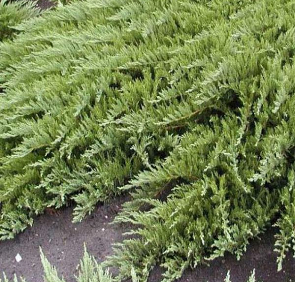 Можжевельник казацкий 'Рокери Джем'