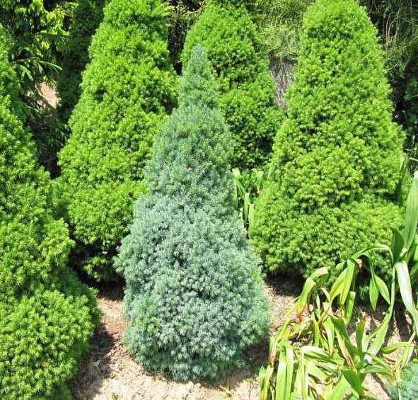 Ель сизая (канадская, белая) 'Сандерс Блу'