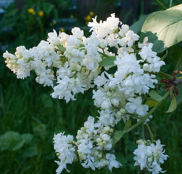 Сирень обыкновенная 'Сувенир Алисы Хардинг' (белая)