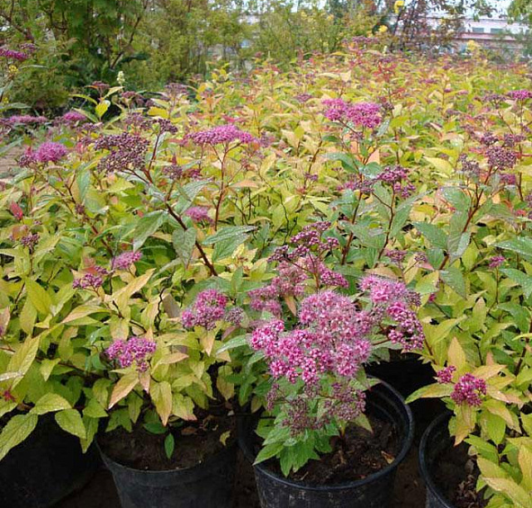 Спирея японская 'Голден Принцесс'