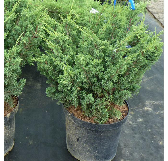 Можжевельник китайский 'Блау'
