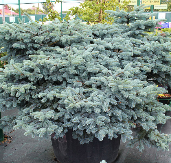 Ель колючая 'Глаука Глобоза'
