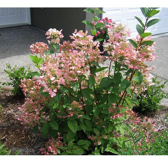 Гортензия метельчатая 'Пинк Даймонд'