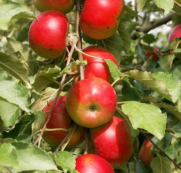 Яблоня колоновидная 'Останкино'