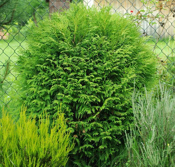 Туя западная 'Вудварди'