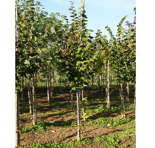 Липа крупнолистная