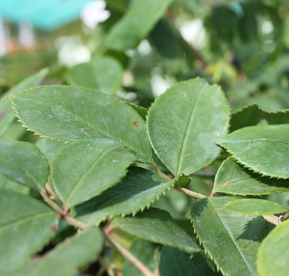 Роза 'Пароле' (чайно-гибридная) (фиолетово - розовая)