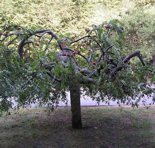 Рябина обыкновенная 'Пендула'