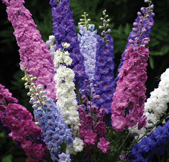 Дельфиниум микс