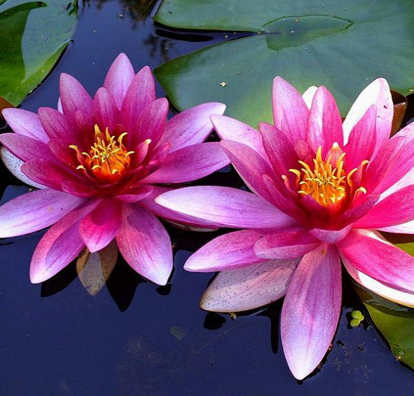 Кувшинка 'Аттрактион'