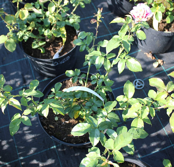 Роза 'Ванилла фрейз' (плетистая) (желтая с розовым)