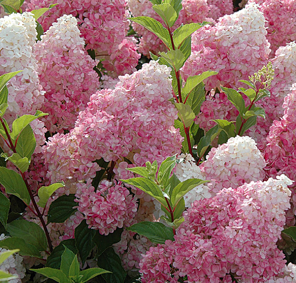 Гортензия метельчатая 'Ванилла Фрейз'