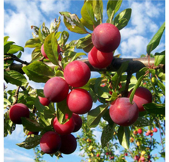 Слива 'Аленушка'