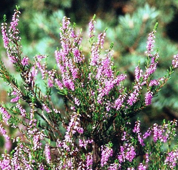 Вереск обыкновенный