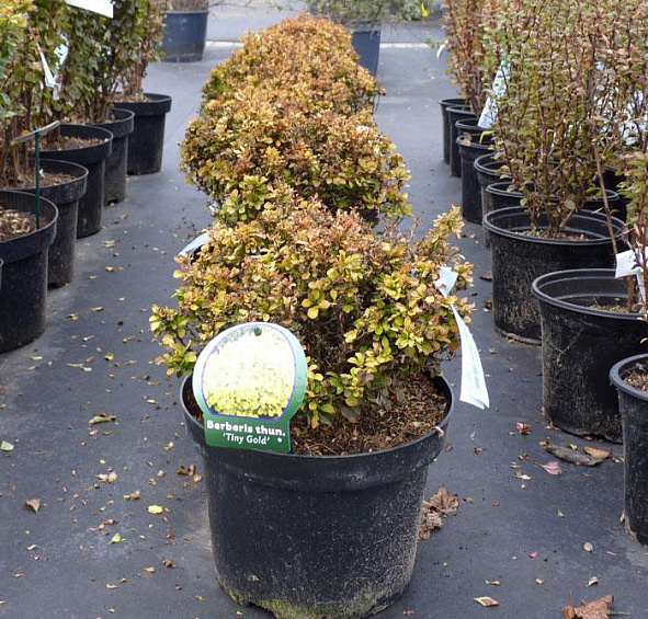 Барбарис Тунберга 'Тини Голд'