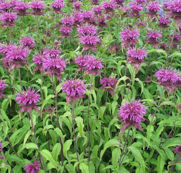 Монарда Бьюти оф Кобхэм