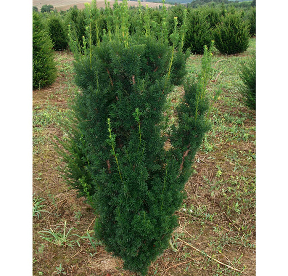 Тис средний 'Хикси'