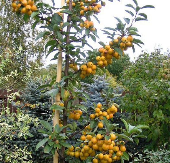 Яблоня декоративная 'Голден Хорнет'