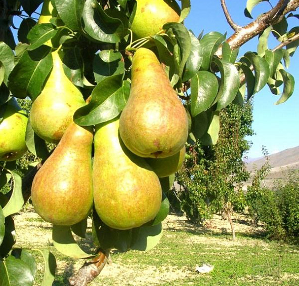 Груша 'Верная'