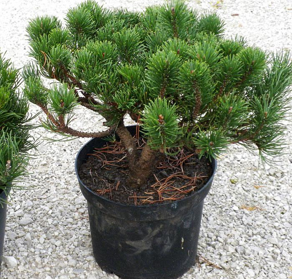 Сосна горная 'Гном'