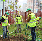 Фотоальбом Наш лес. Посади дерево 2015 16
