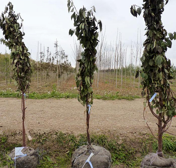 Вишня обыкновенная 'Тургеневская'