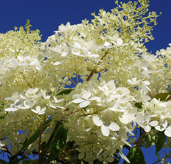 Гортензия метельчатая 'Фантом'