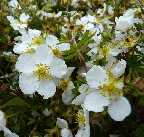 Лапчатка кустарниковая 'Абботсвуд'