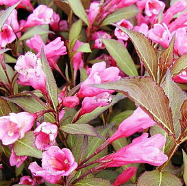 Вейгела цветущая Виктория (Victoria)