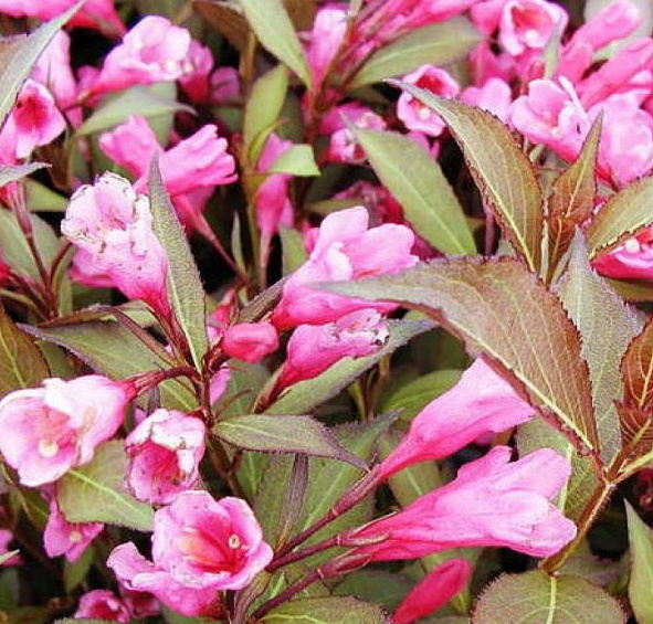Вейгела цветущая Виктория (Victoria)