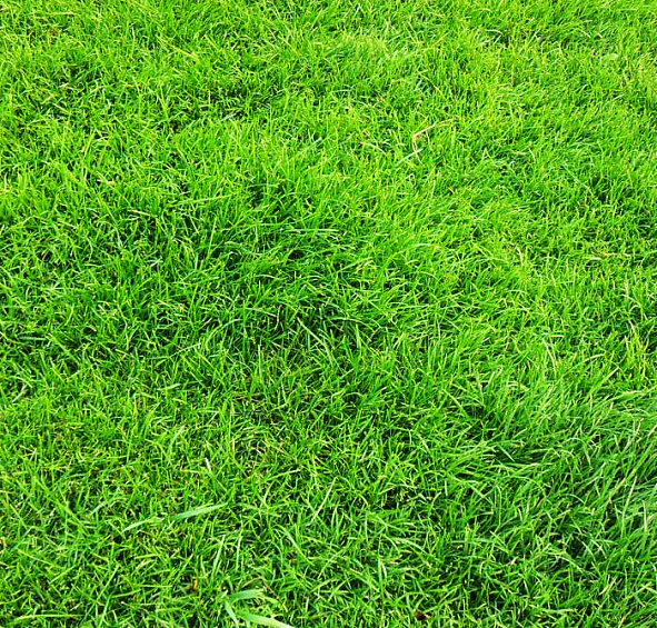 Газон рулонный Универсальный