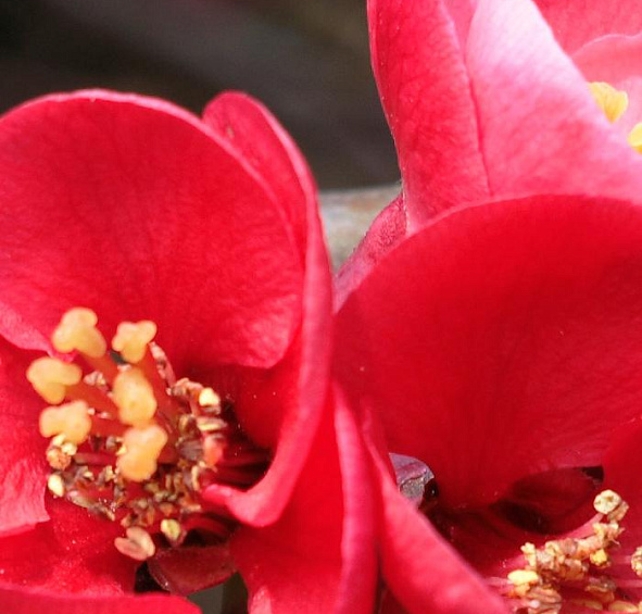 Айва японская 'Сарженти'