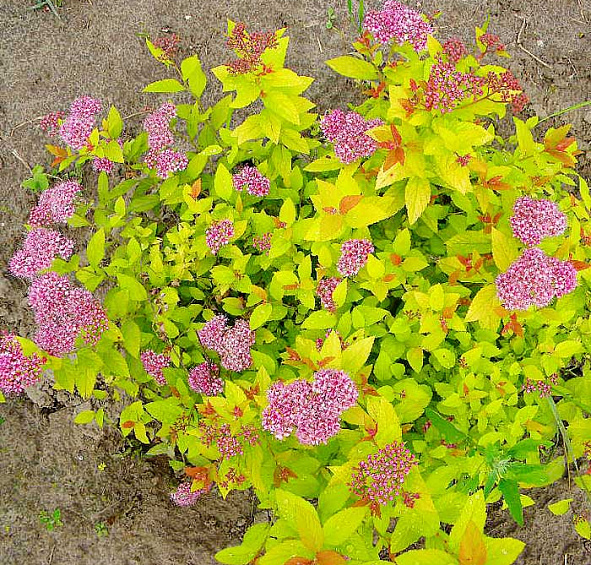 Спирея японская 'Голдфлейм'