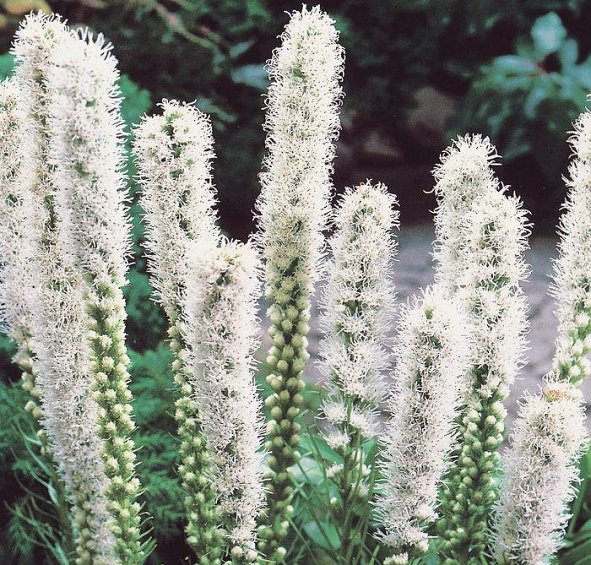 Лиатрис колосковый