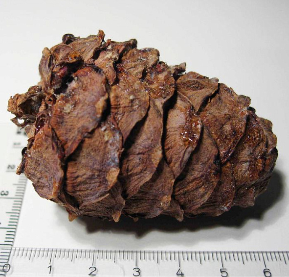 Сосна кедровая европейская