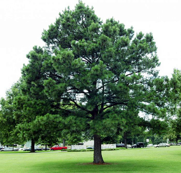 Сосна черная 'Нигра'