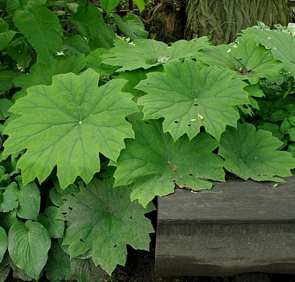 Астильбоидес пластинчатый