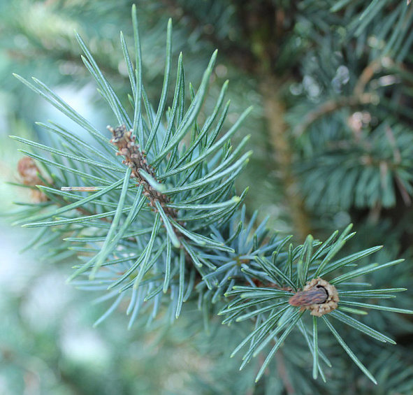 Ель колючая 'Исели Фастигиата'