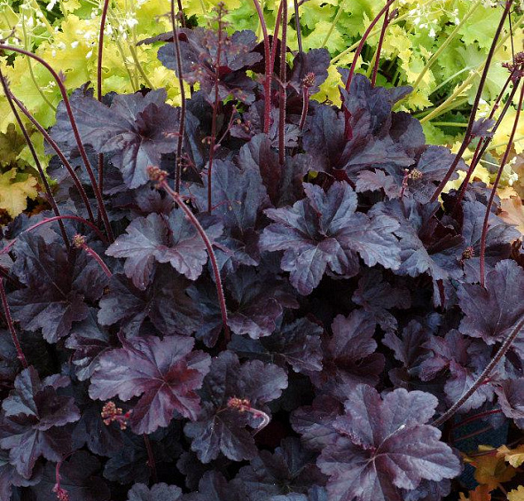 Гейхера гибридная 'Обсидиан'