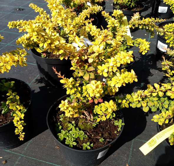 Барбарис Тунберга 'Сенсейшен'