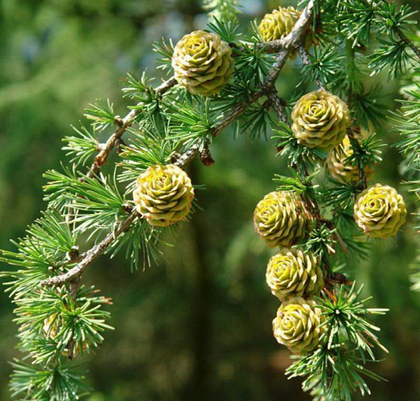Лиственница тонкочешуйчатая (японская)