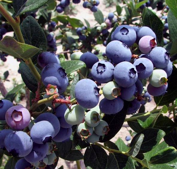 Голубика высокорослая 'Элизабет'