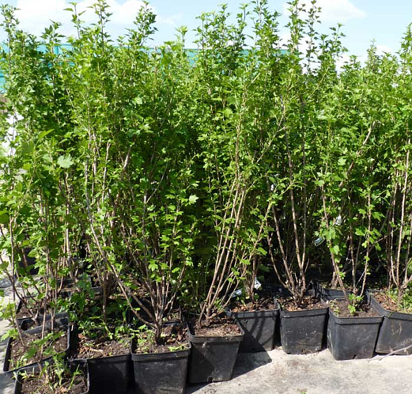 Смородина альпийская