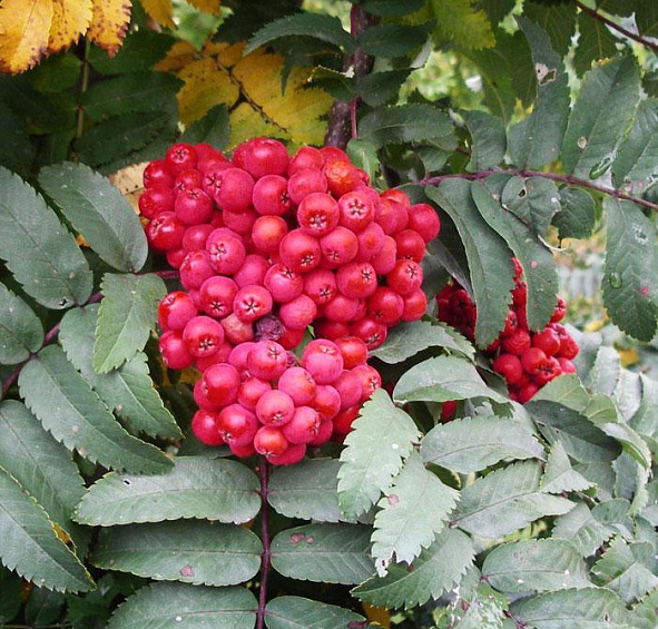 Рябина обыкновенная 'Фастигиата'