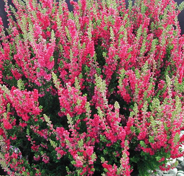 Вереск обыкновенный 'Дарк Бьюти' (вишневый)