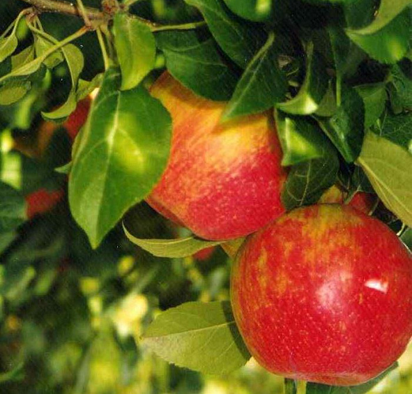 Яблоня лесная (декоративная)