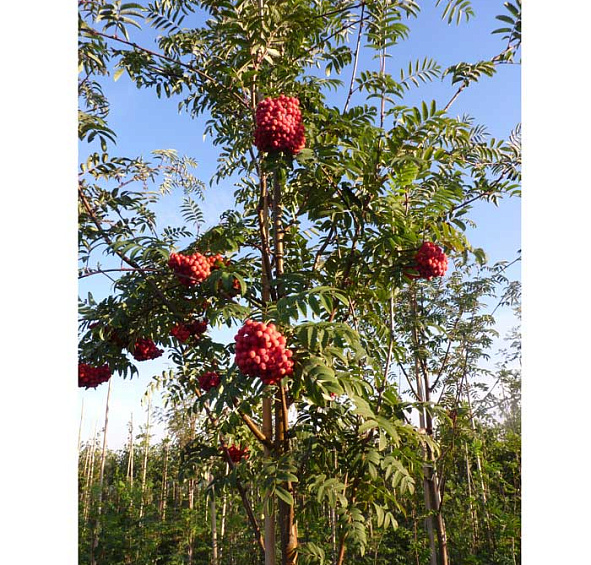 Рябина обыкновенная 'Эдулис'